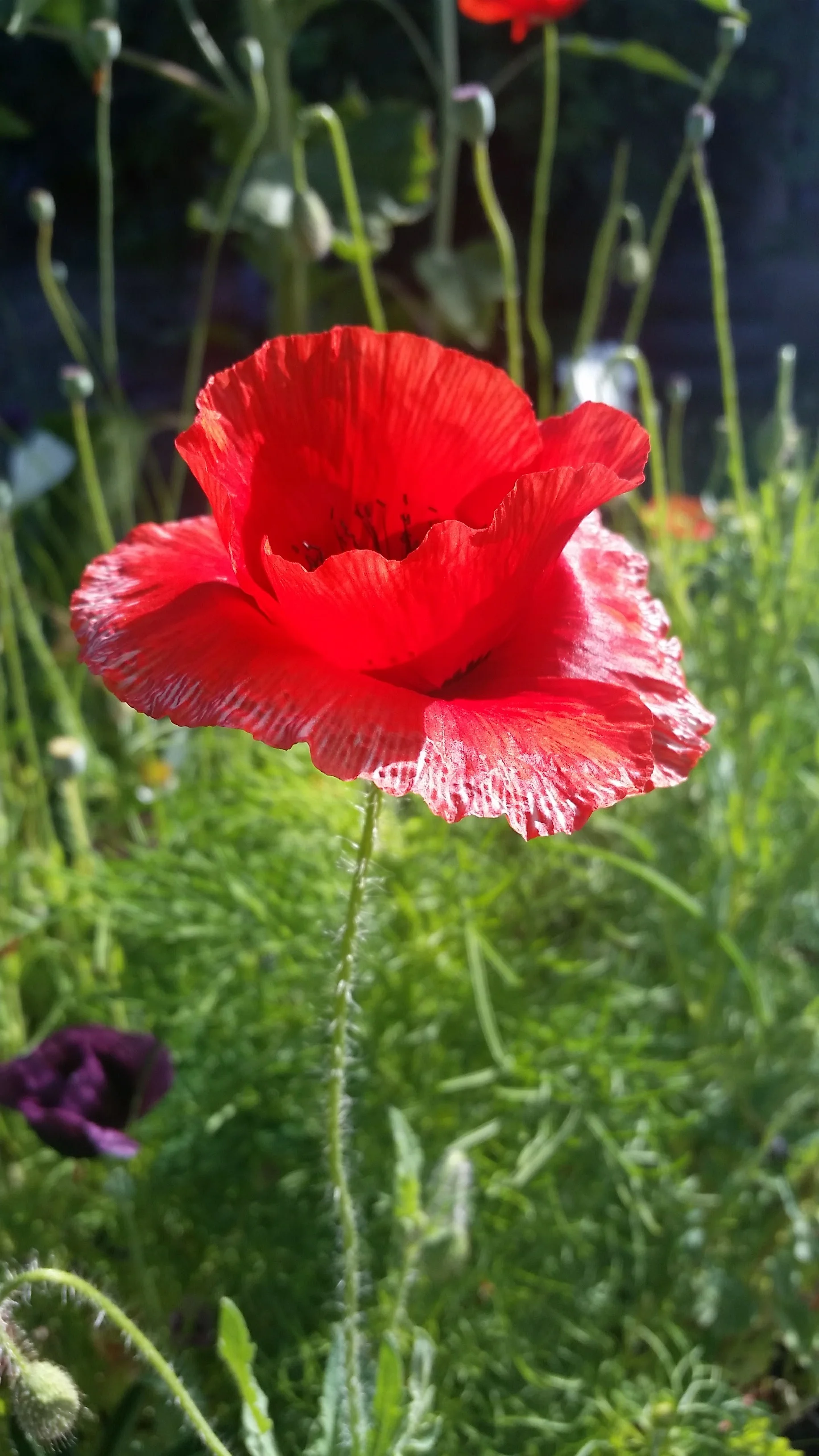 Red Poppy.jpg