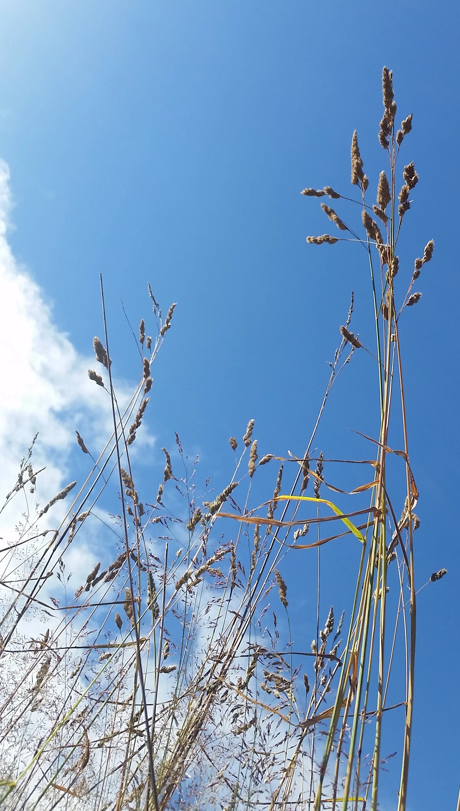 grass reaches up.jpg
