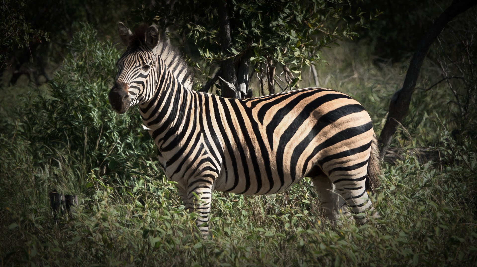 lone zebra.jpg