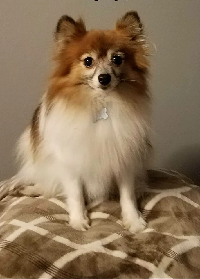 add your fur kids to your will.jpg