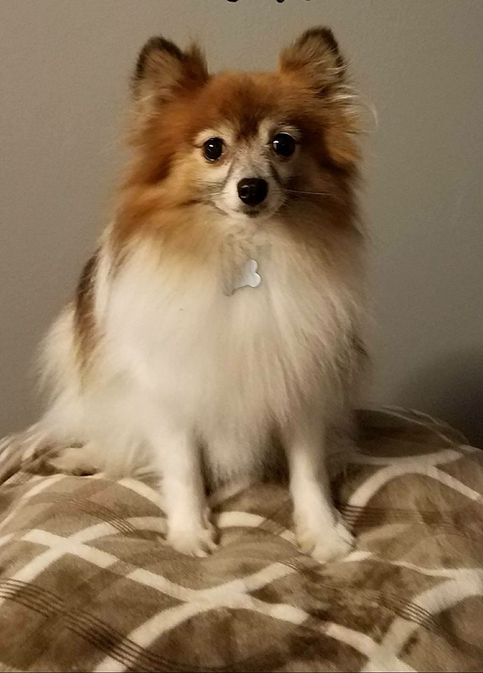 add your fur kids to your will.jpg