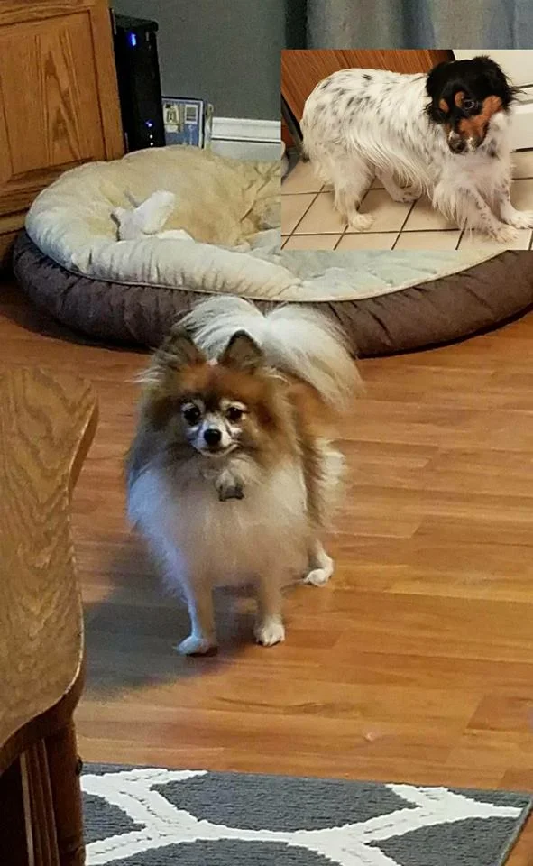 adopt dont shop.jpg