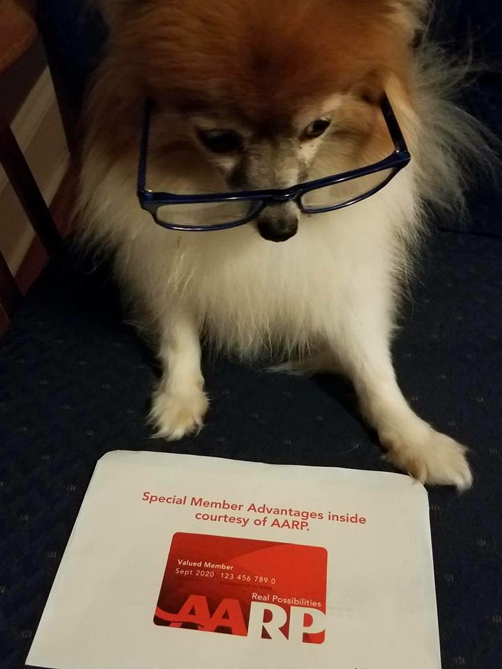 senior dogs.jpg