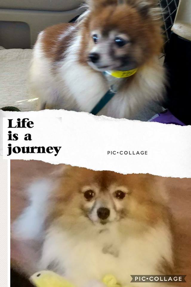puppymill awareness day.jpg