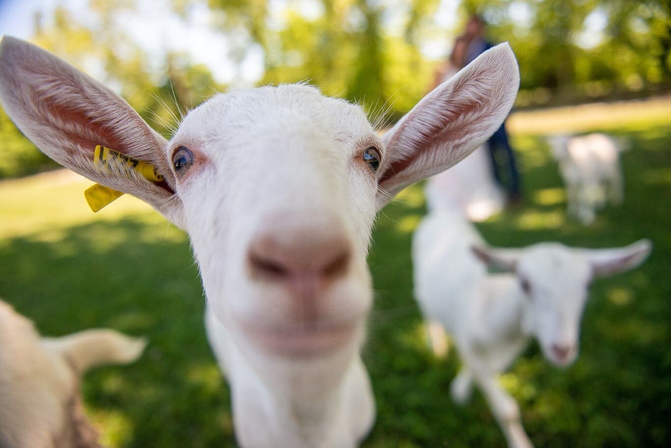 It&rsquo;s not every day (or even every year, considering my semi-retired wedding photog status!) that goats are an honorary wedding party and front row witness to a first look! 

Yesterday was amazing and I&rsquo;m so thankful to have had my own fro