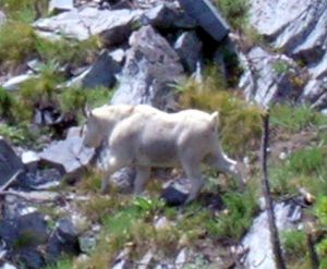 mountain-goat-1.jpg