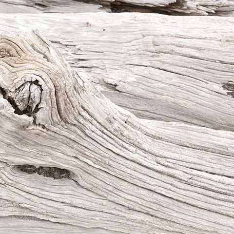 Leis_DriftwoodStockPhoto.jpg