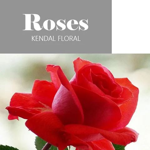 Roses_101-Thumbnail.jpg