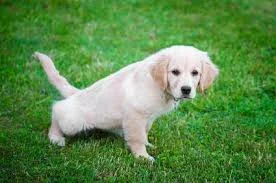 Puppy Potty Training Tips