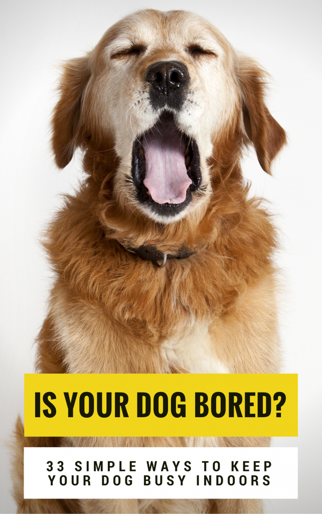 How to Stop Your Dog From Being Bored