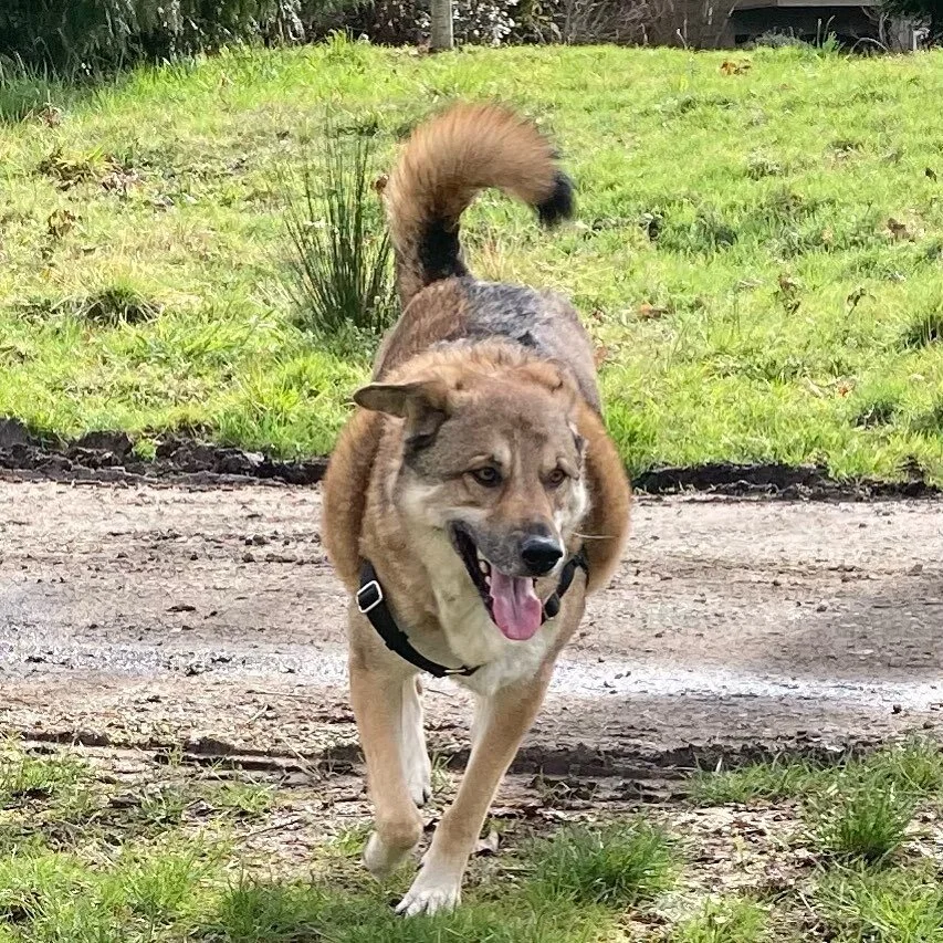 Such a happy guy! This is George O&rsquo;Malley enjoying spring-like weather #pdx #pdxdogs #germanshepherd #shepherdmix #happydog #dogtraining