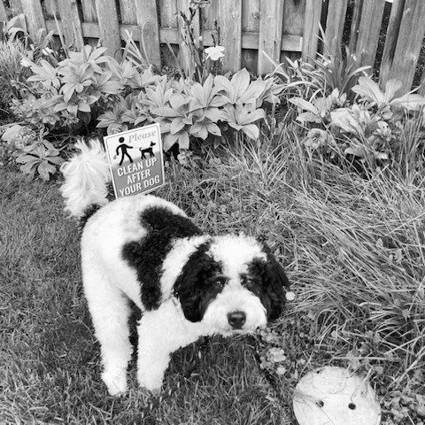 If your dog is pooping more than normal &mdash; especially if you see mucus or late-day loose stools &mdash; Giardia is one of the most common causes, particularly in the Pacific Northwest. Learn symptoms, risks, and treatment tips.
https://learnfrom