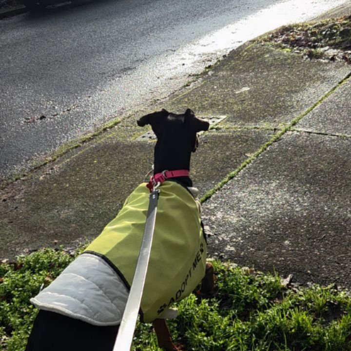 This is Ruby. She is available for adoption through @oregondogrescue  She has some dog and people reactivity on walks, but would be great for someone with experience with working dog breeds that need leadership. Most rewarding for Ruby, rubbing under