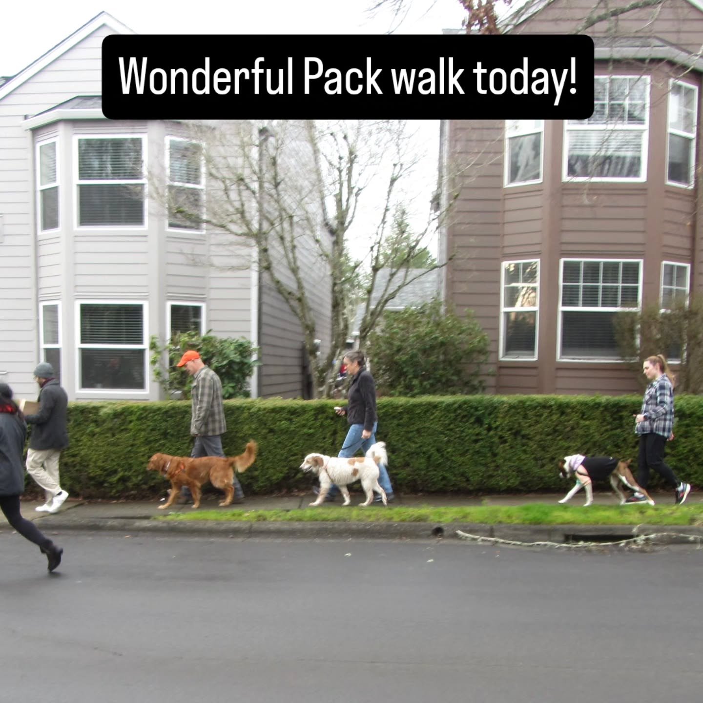 We honored the pets we have lost, practiced wonderful walking together, and shared our mutual love of DOGS! Thank you all for joining. #pdxdog #boxer #germanshepherds #poodle #muttlove_rescue