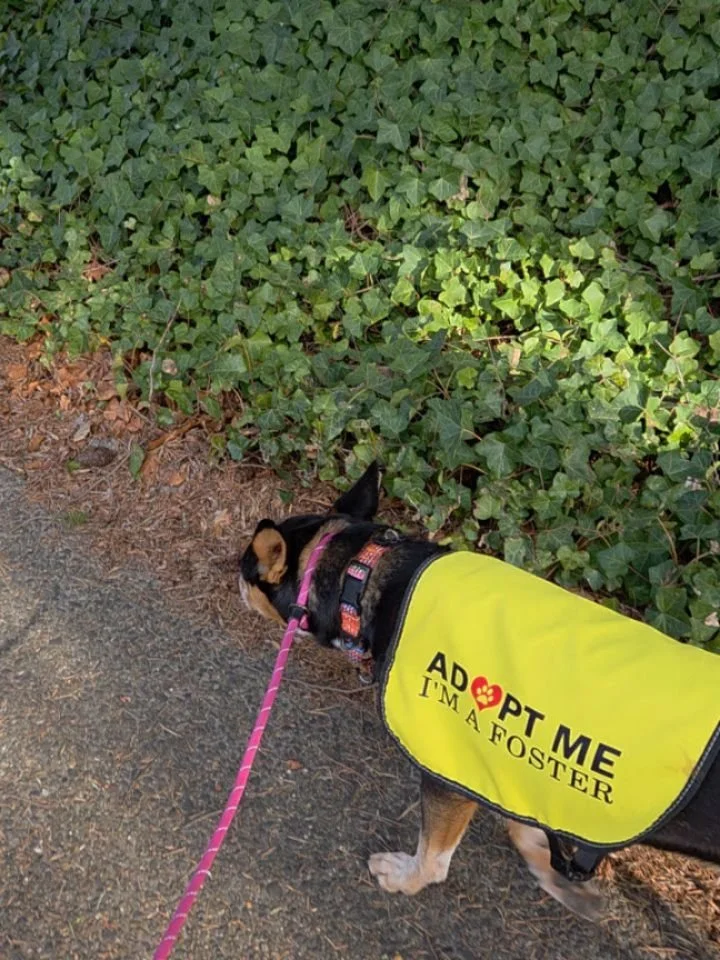 Adoption Janie! @oregondogrescue let me walk this sweet girl this morning. She's beautiful. She has dog reactivity, and we have to keep distance from dogs and people, but she greeted me and others aft the shelter enthusiastically. #shepherdmix #rescu