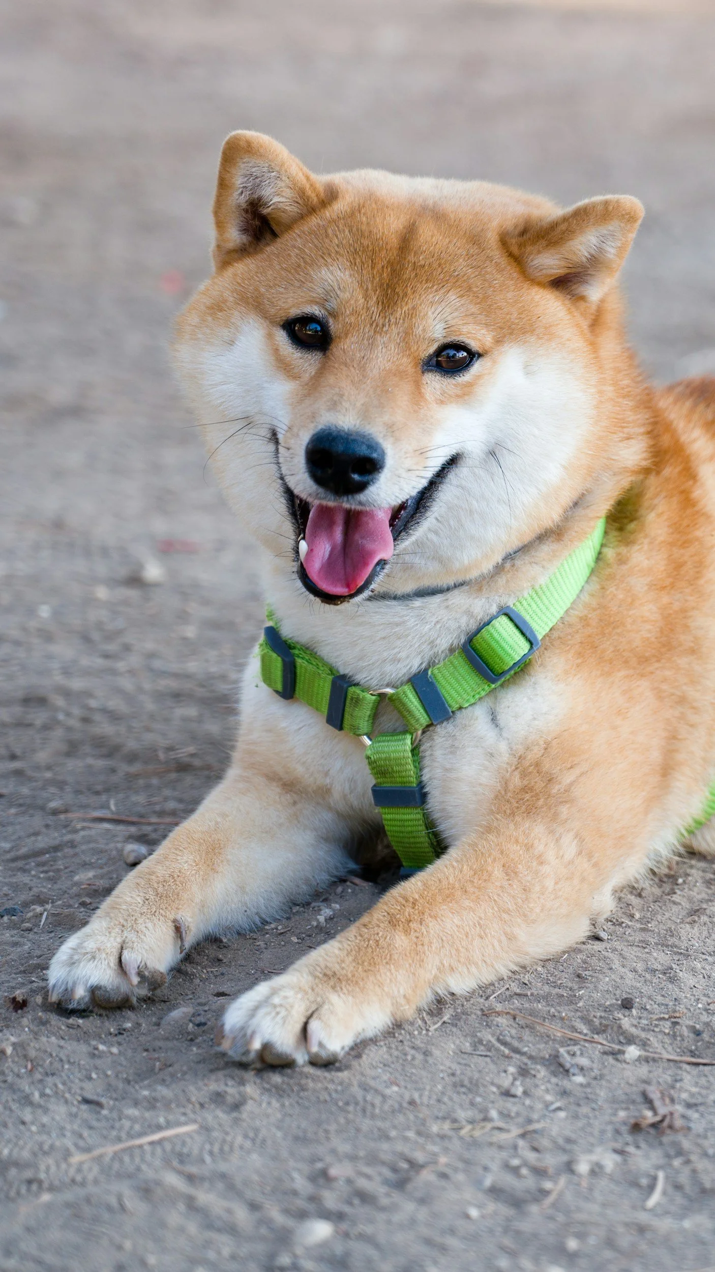 Shiba Inu meet people and kids and dogs while young. They don't naturally like anyone other than parents