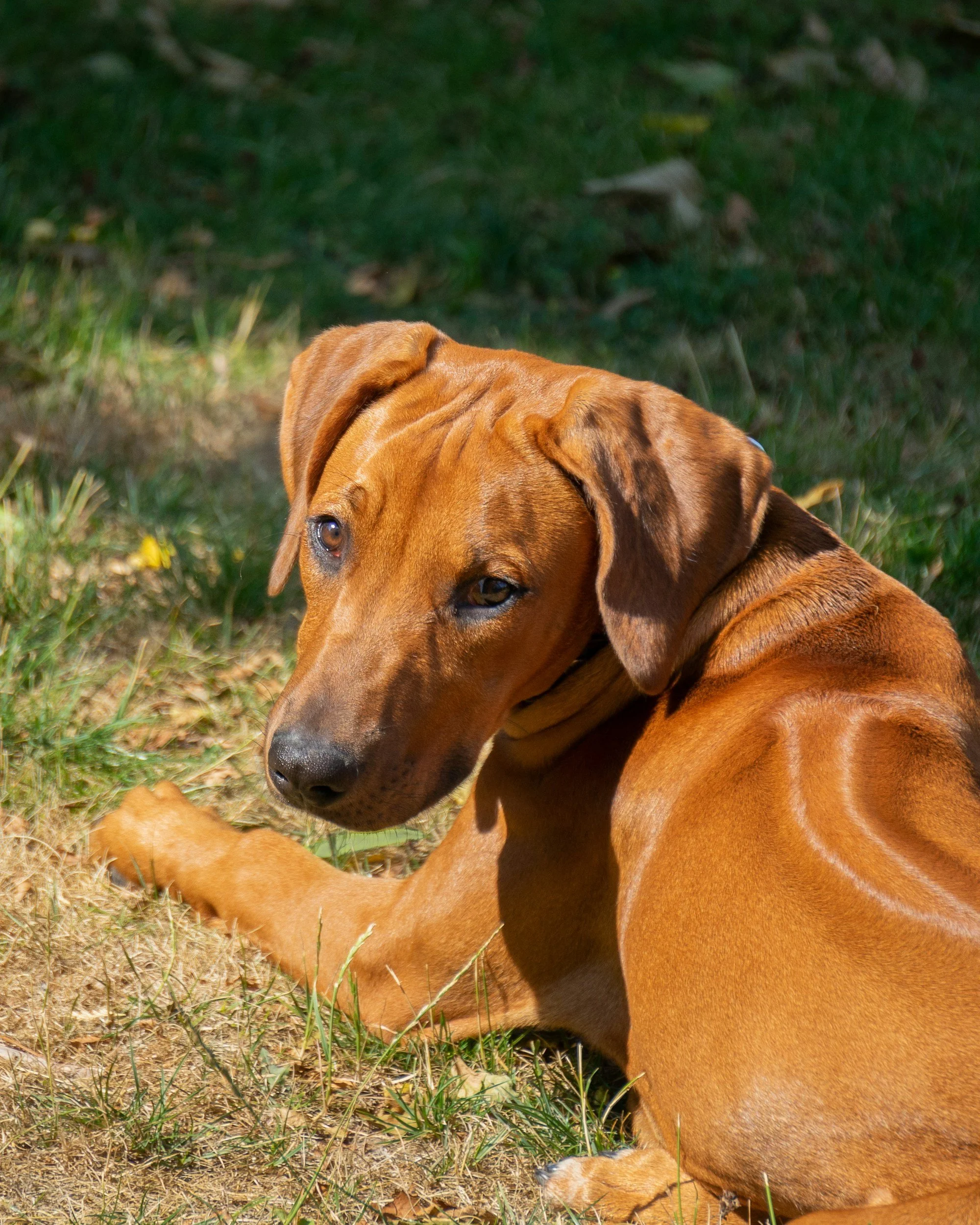 rhodesian_ridgeback_independent