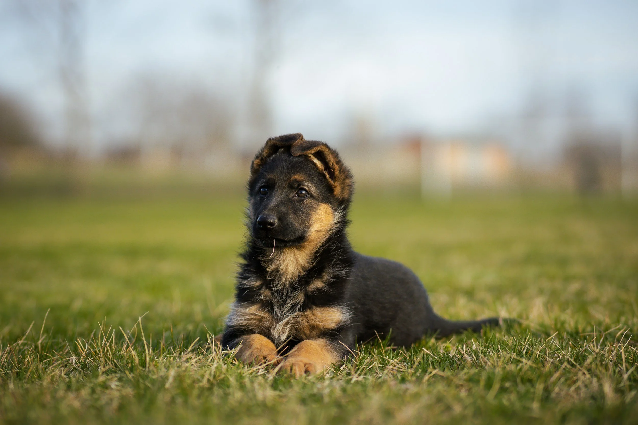 German_Shepherd_Adolescent