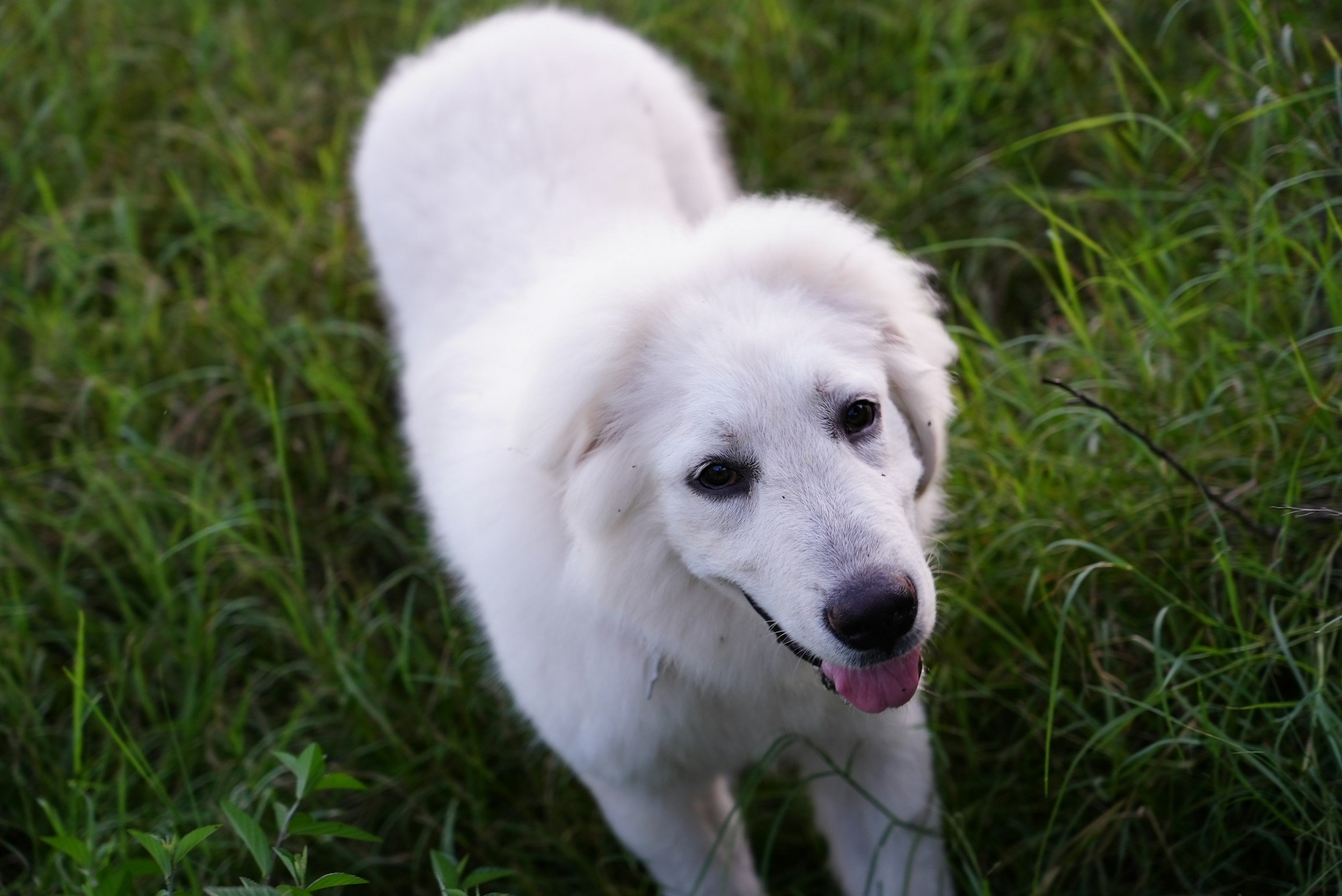 Great_Pyrenees_Puppy