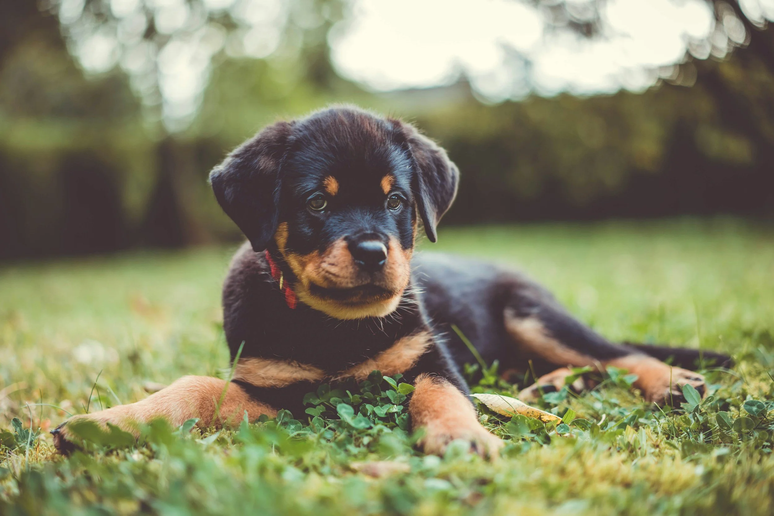 Rottweiler_Puppy