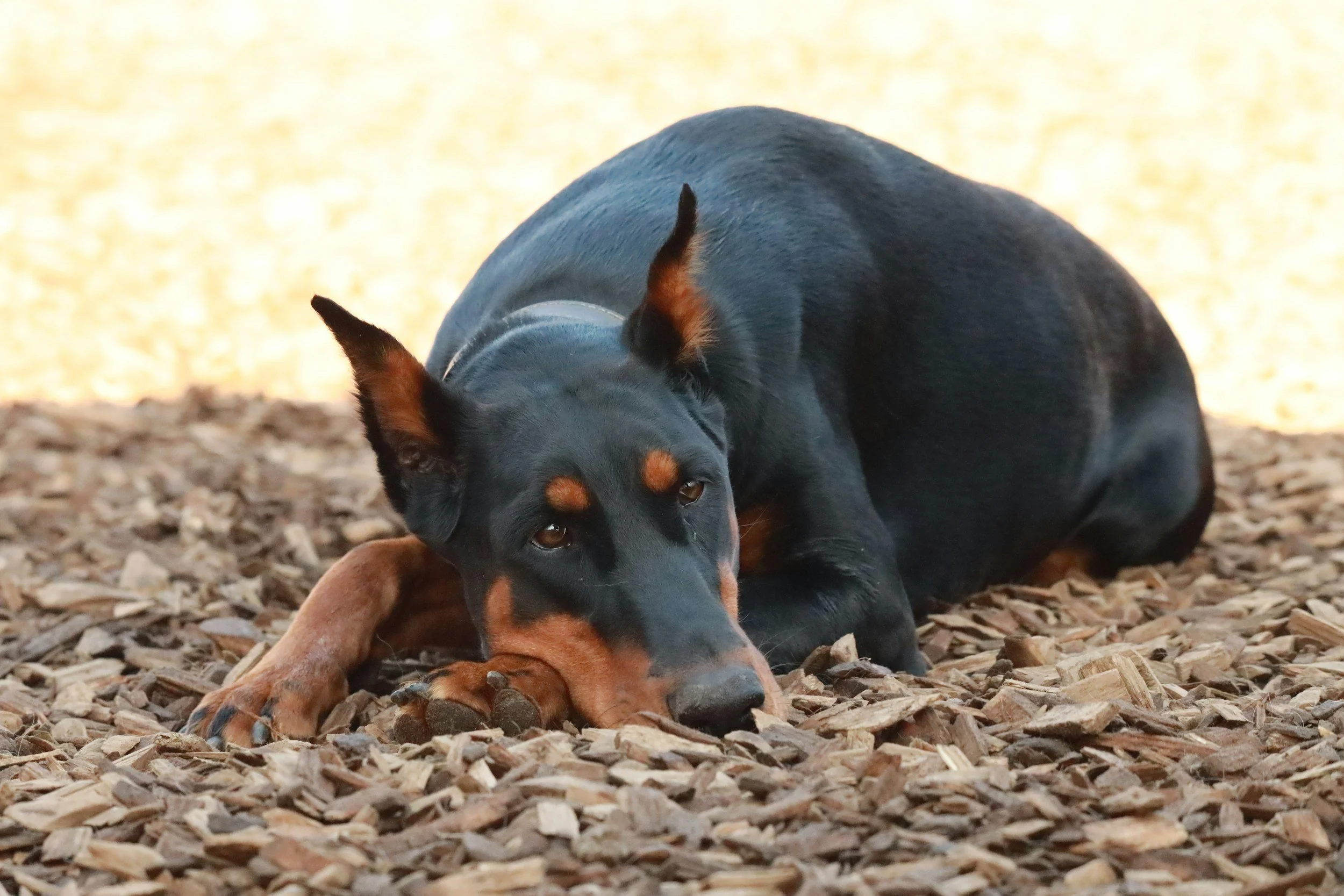 doberman_puppy_training