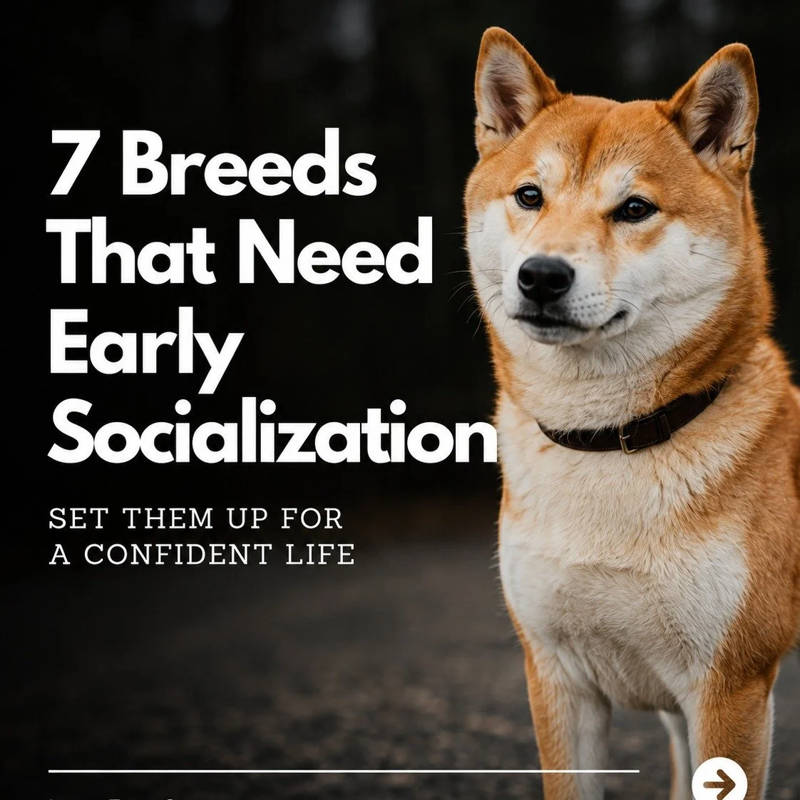 7 Dog Breeds that require experienced leadership and early socialization. Read more at 

www.LearnFromGeorge.com/dog-trainer-tips/challenging-dog-breeds
