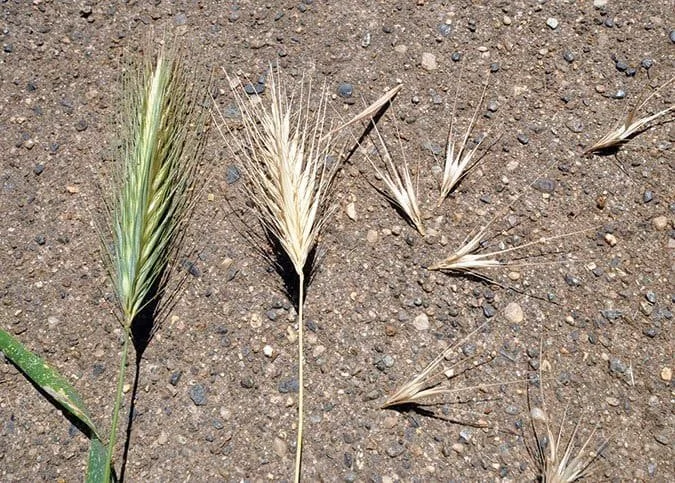 Foxtails in Oregon: What Portland Dog Owners Need to Know