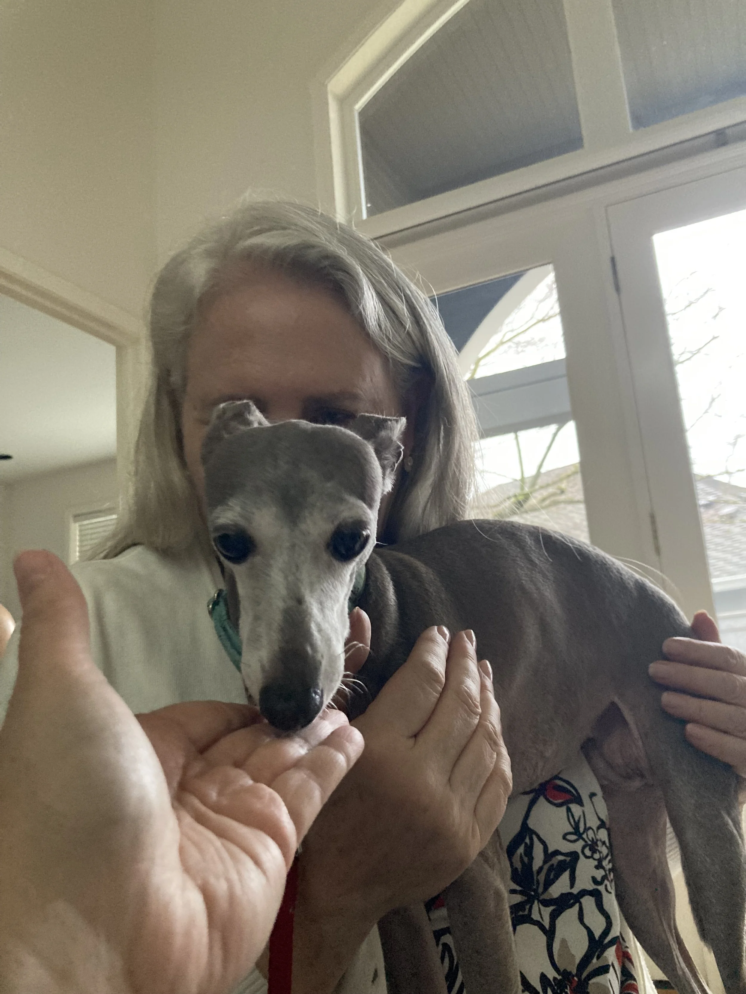Rescued from breeder. Reina a mini-greyhound had never been handled, peed outside, been in a home and more...