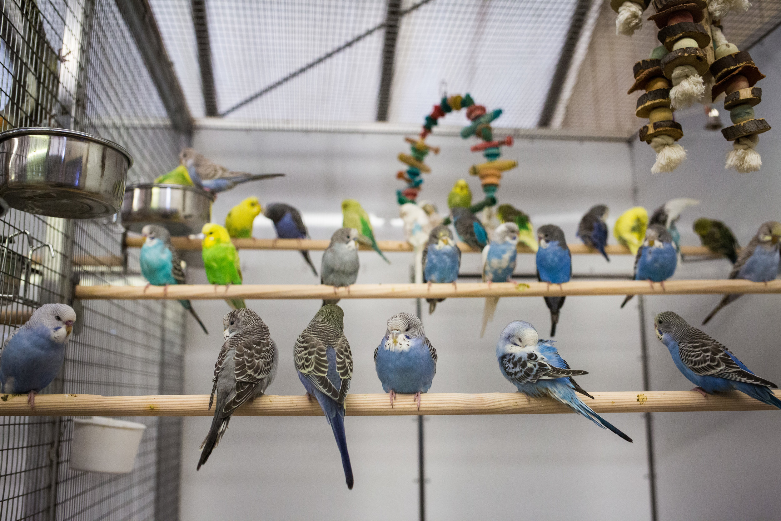 Petstop — Pyle Garden Village