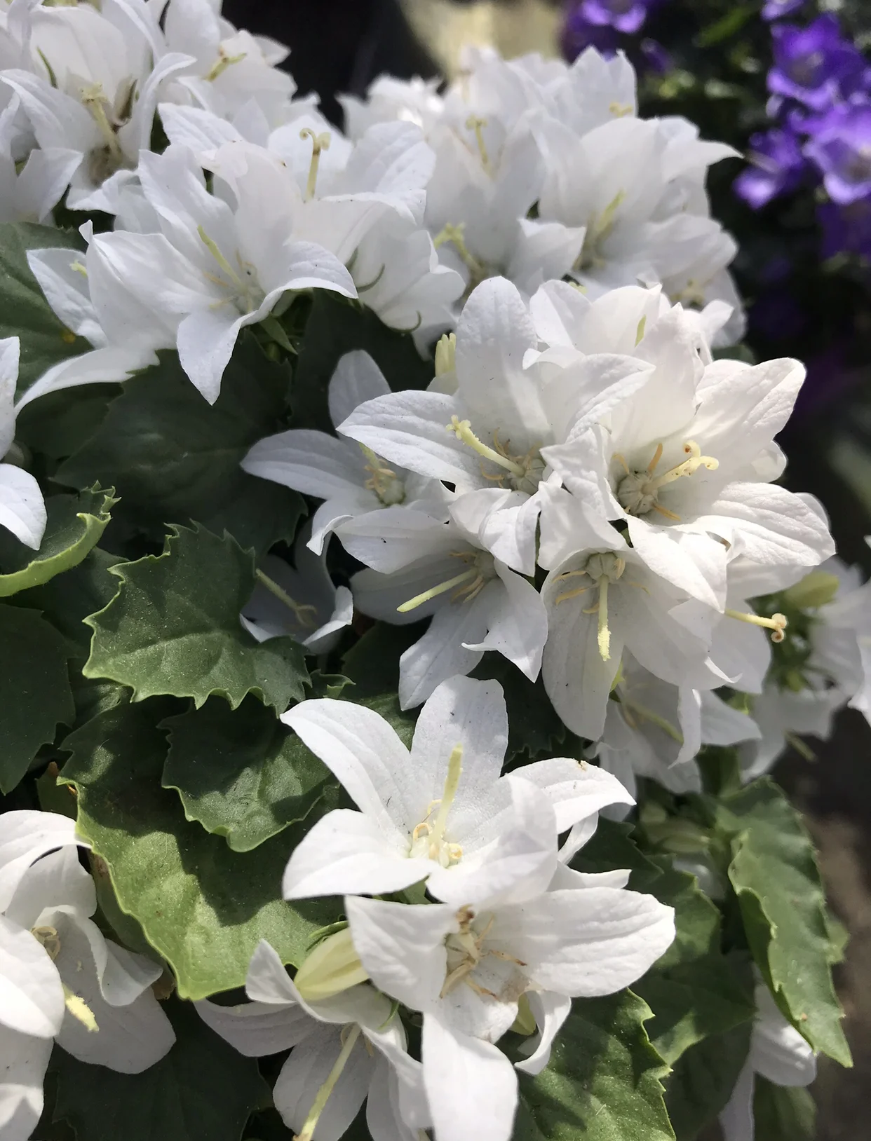 new-page-pyle-garden-centre