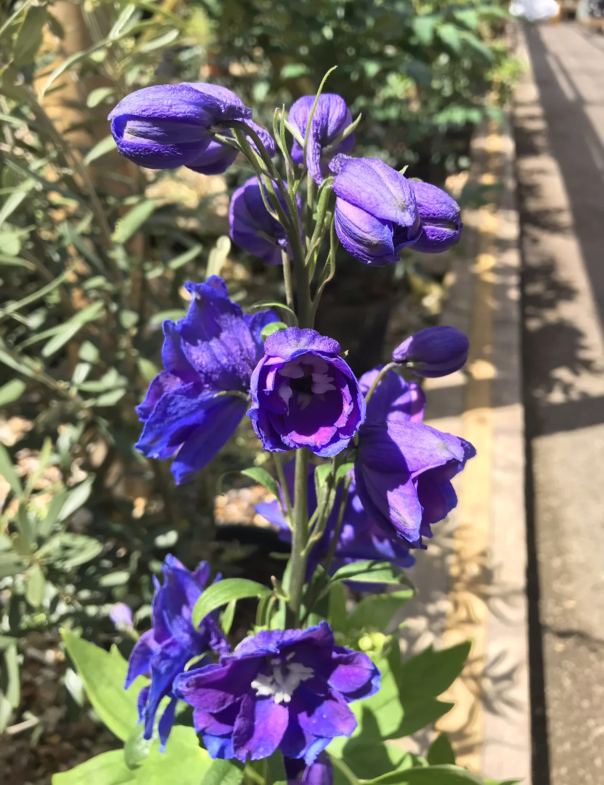new-page-pyle-garden-centre