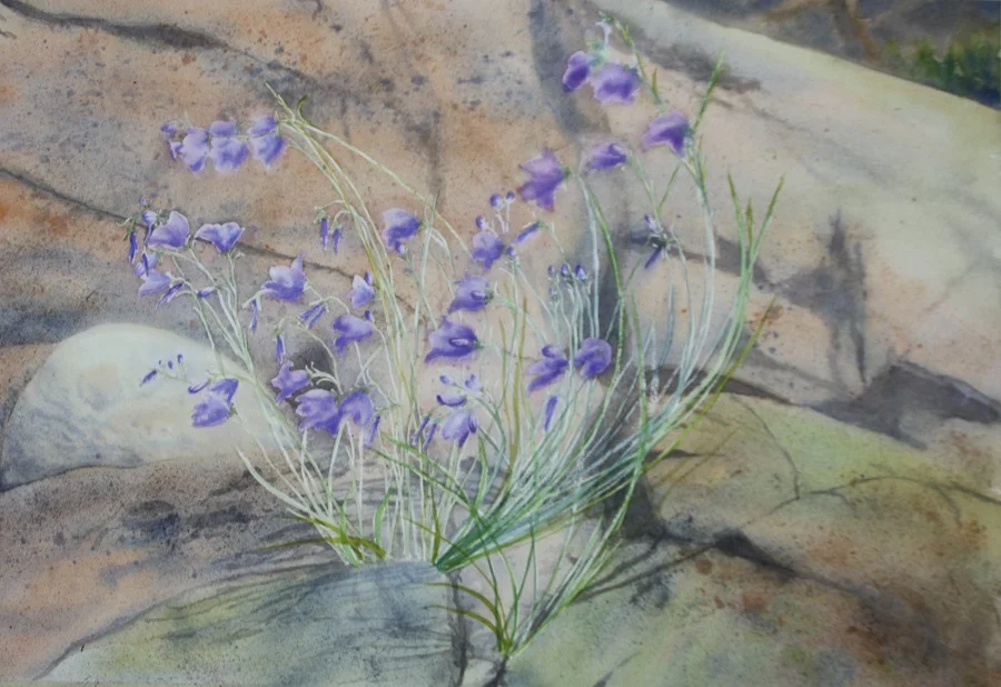CAPE BRETON ROCKS & HAREBELLS, Watercolour, 30" x 20"