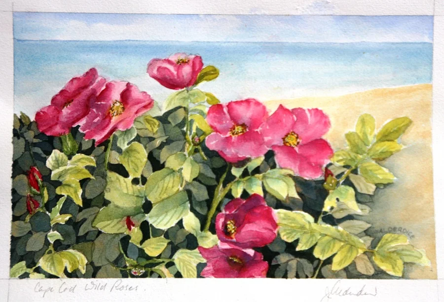 CAPE COD WILD ROSES, Watercolour, 12" x 10"