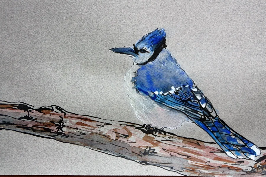 Cape Breton Blue Jay, Watercolour, 7" x 5" SOLD