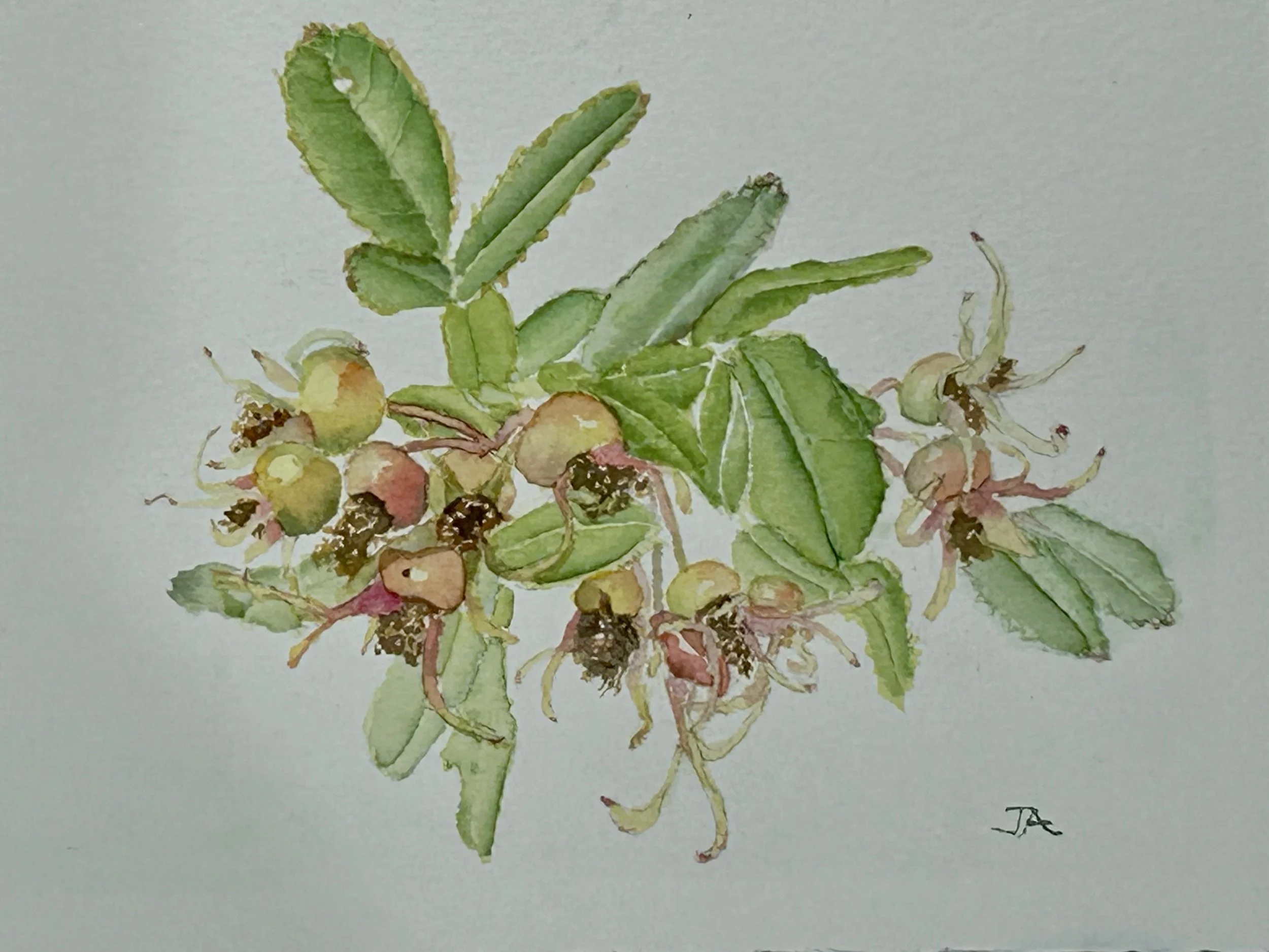 Rosehips