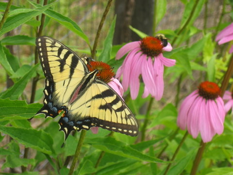 Echinacea with friend