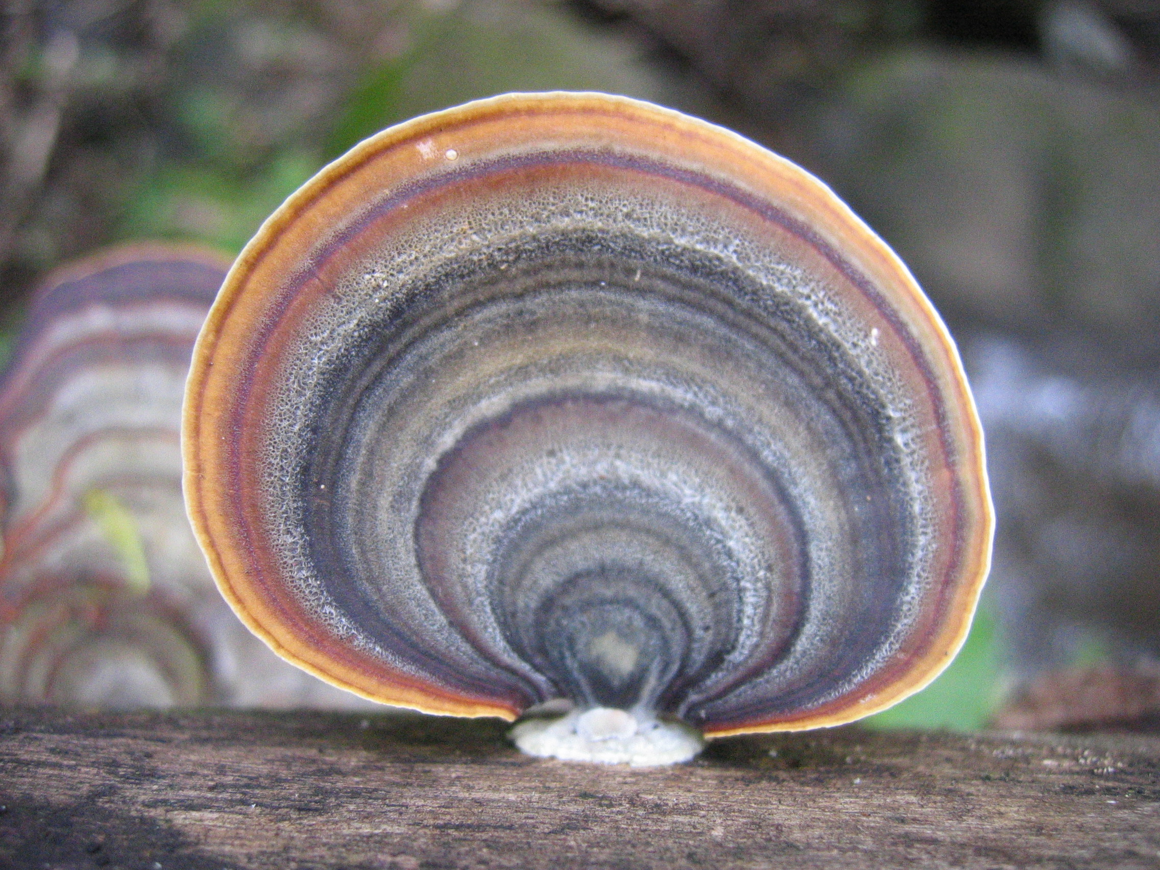  unnamed but beautiful - let's call it the Rainbow Shelf Fungus 