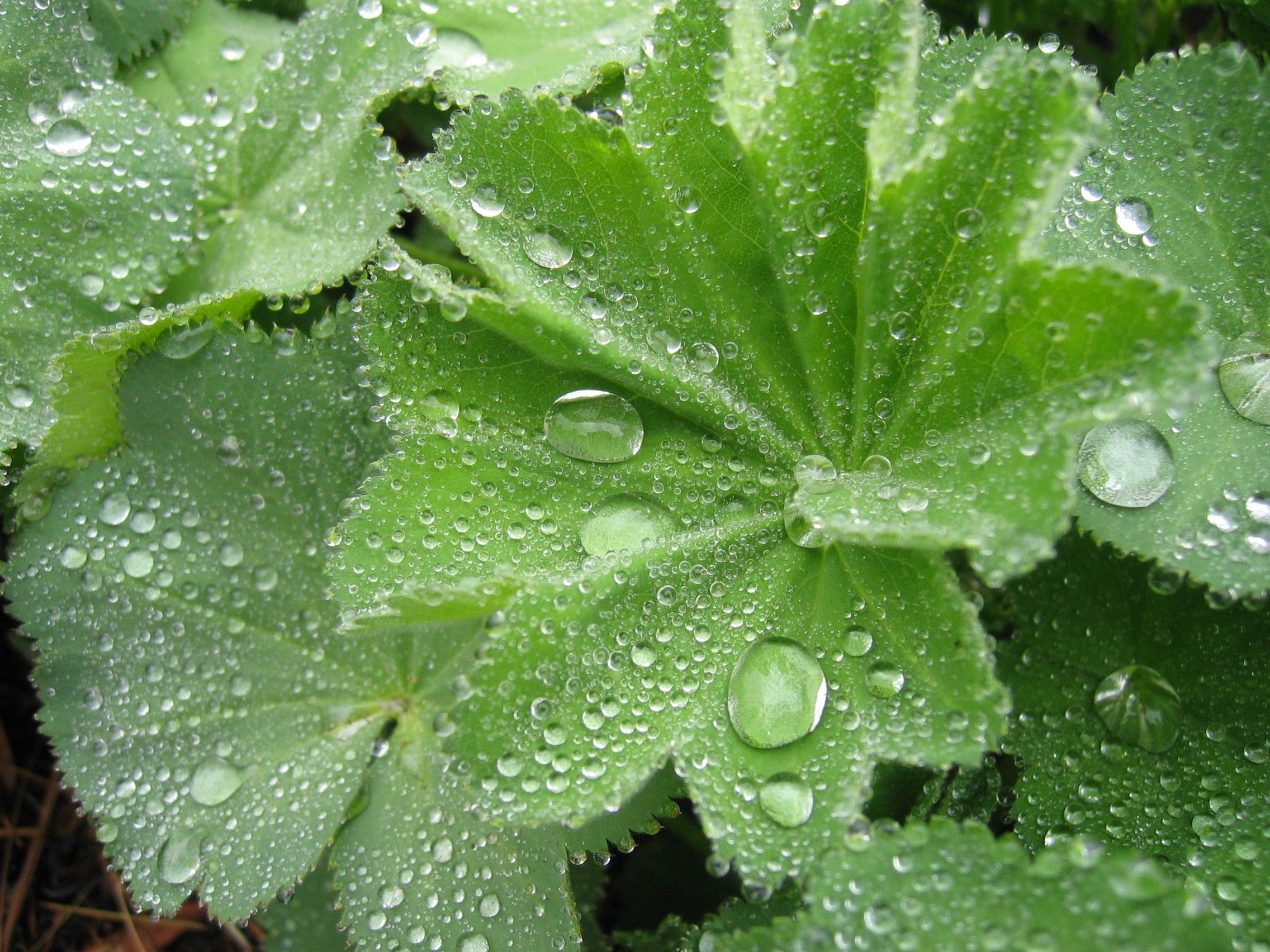 Lady's Mantle