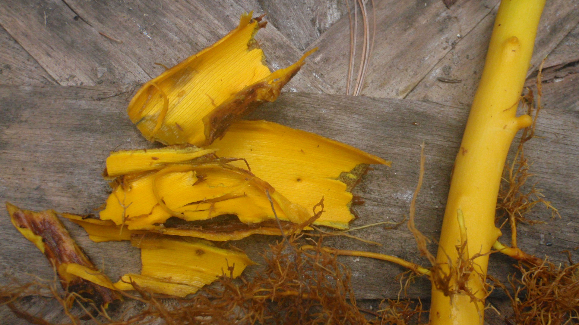 Barberry root bark