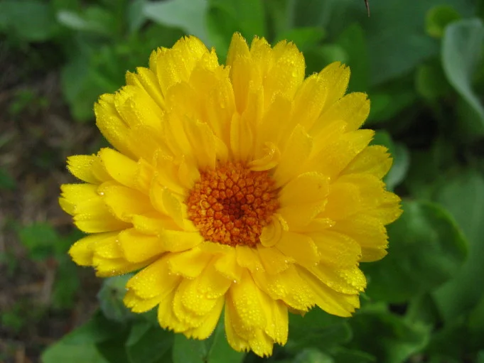 Calendula