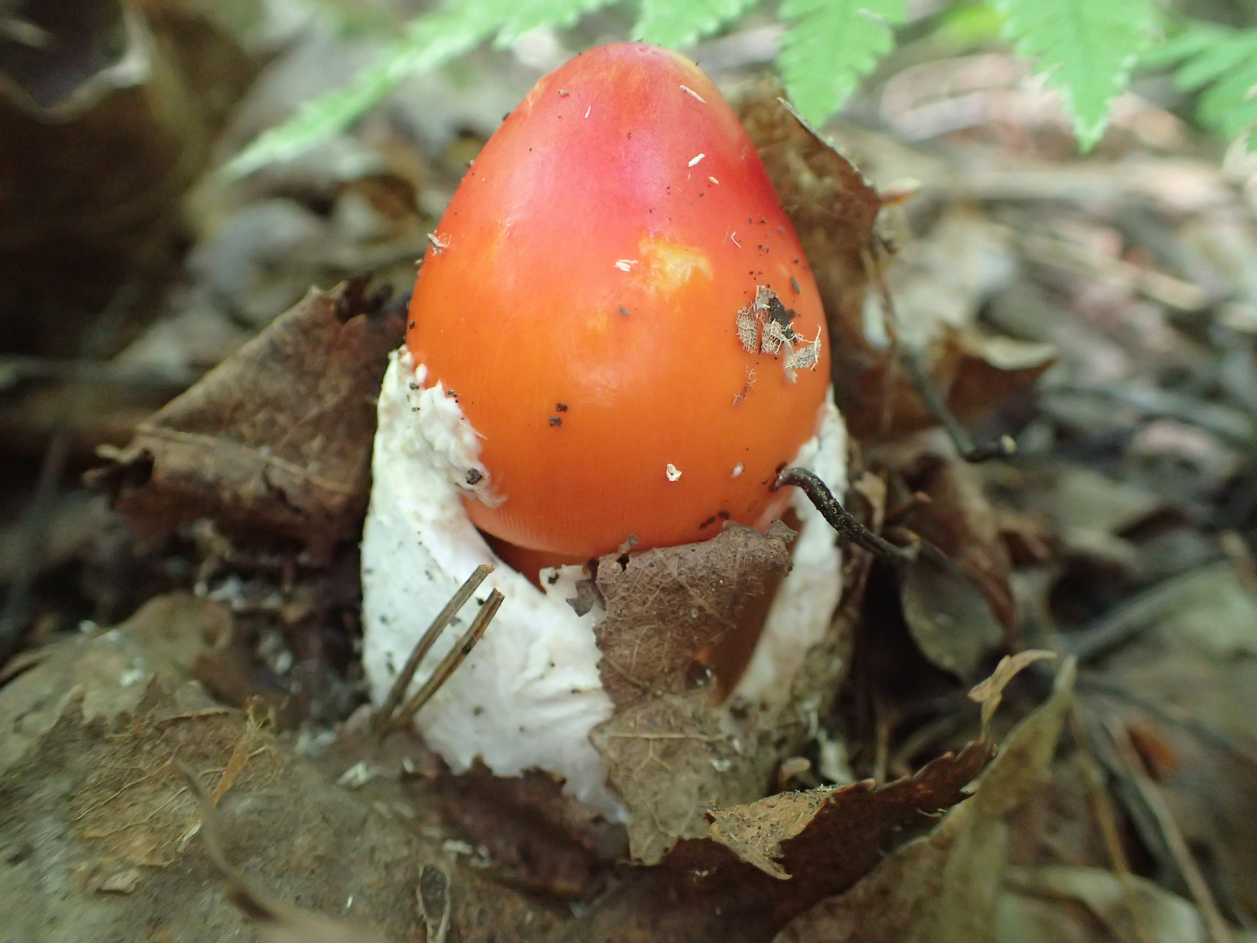 Amanita "egg"