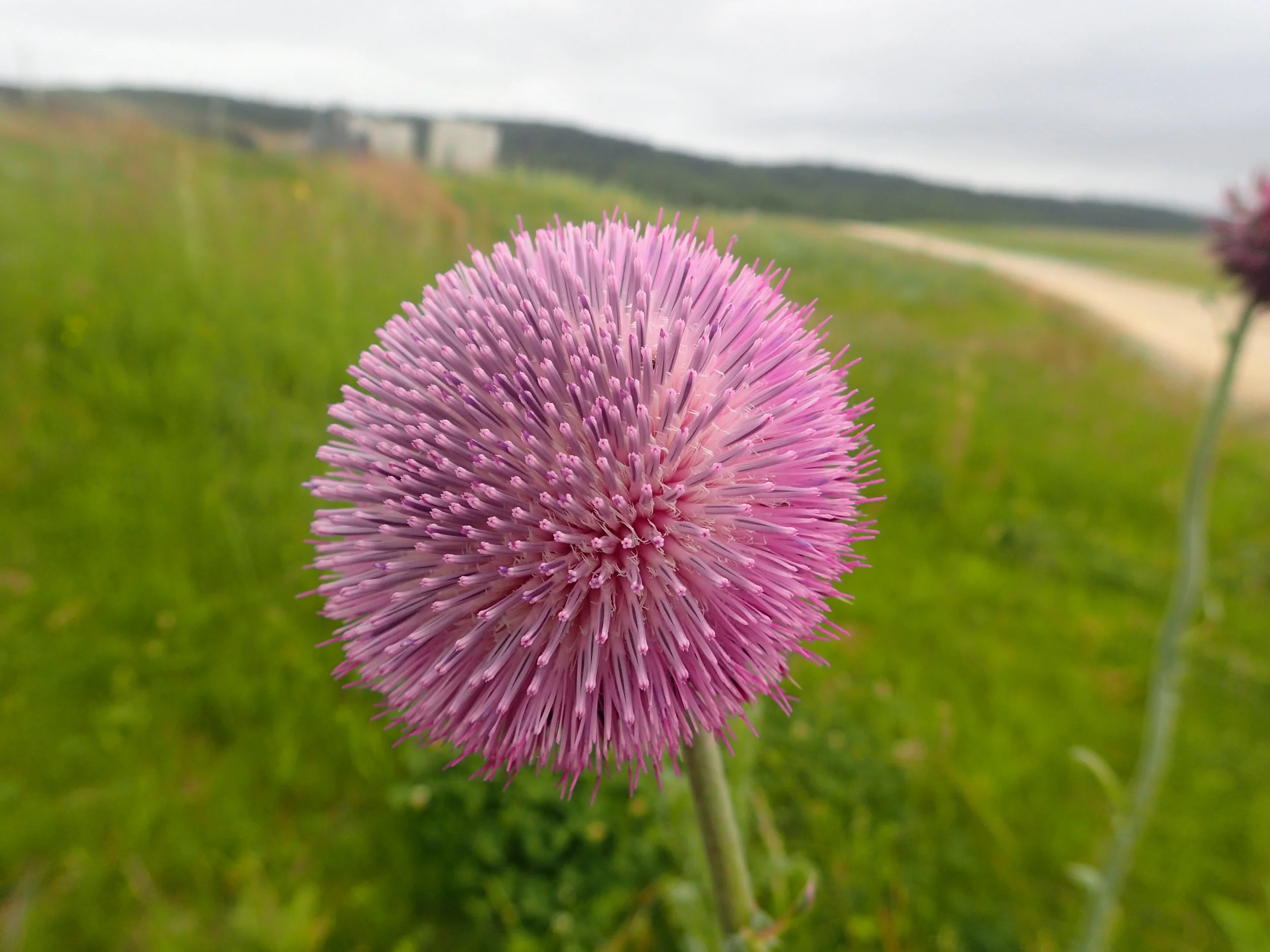 Nodding thistle