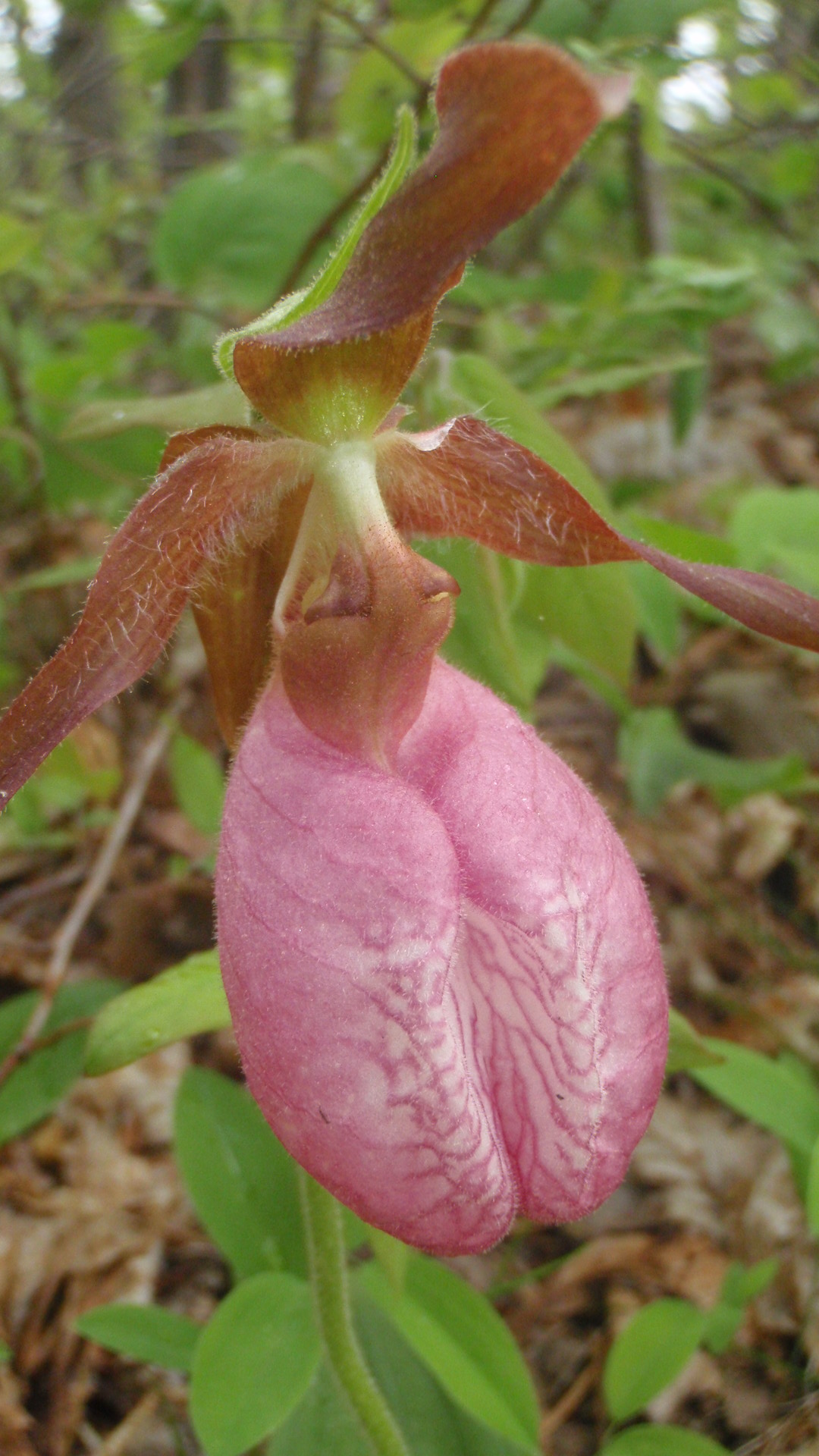 Moccasin flower (pink lady's slipper)