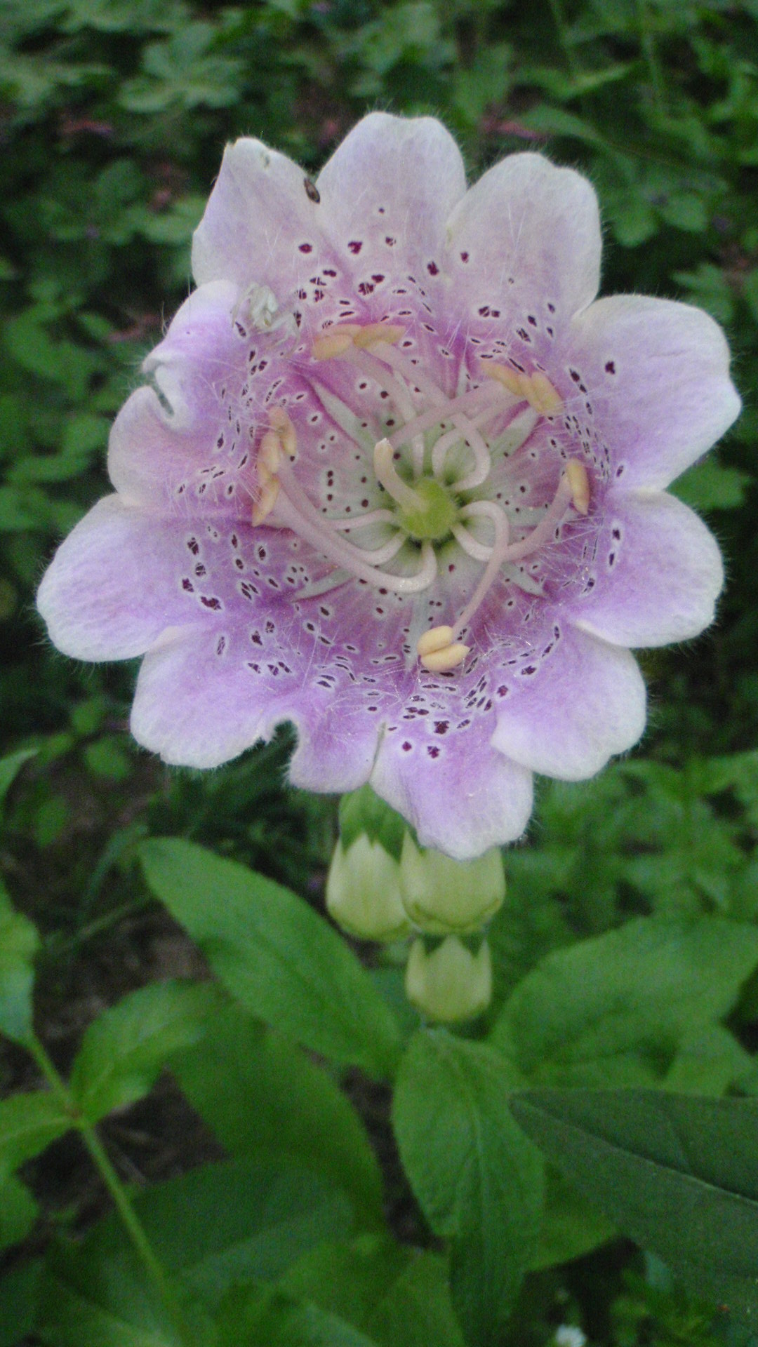 Foxglove mutant flower - we are all mutants; it is just a bit more obvious in some than others