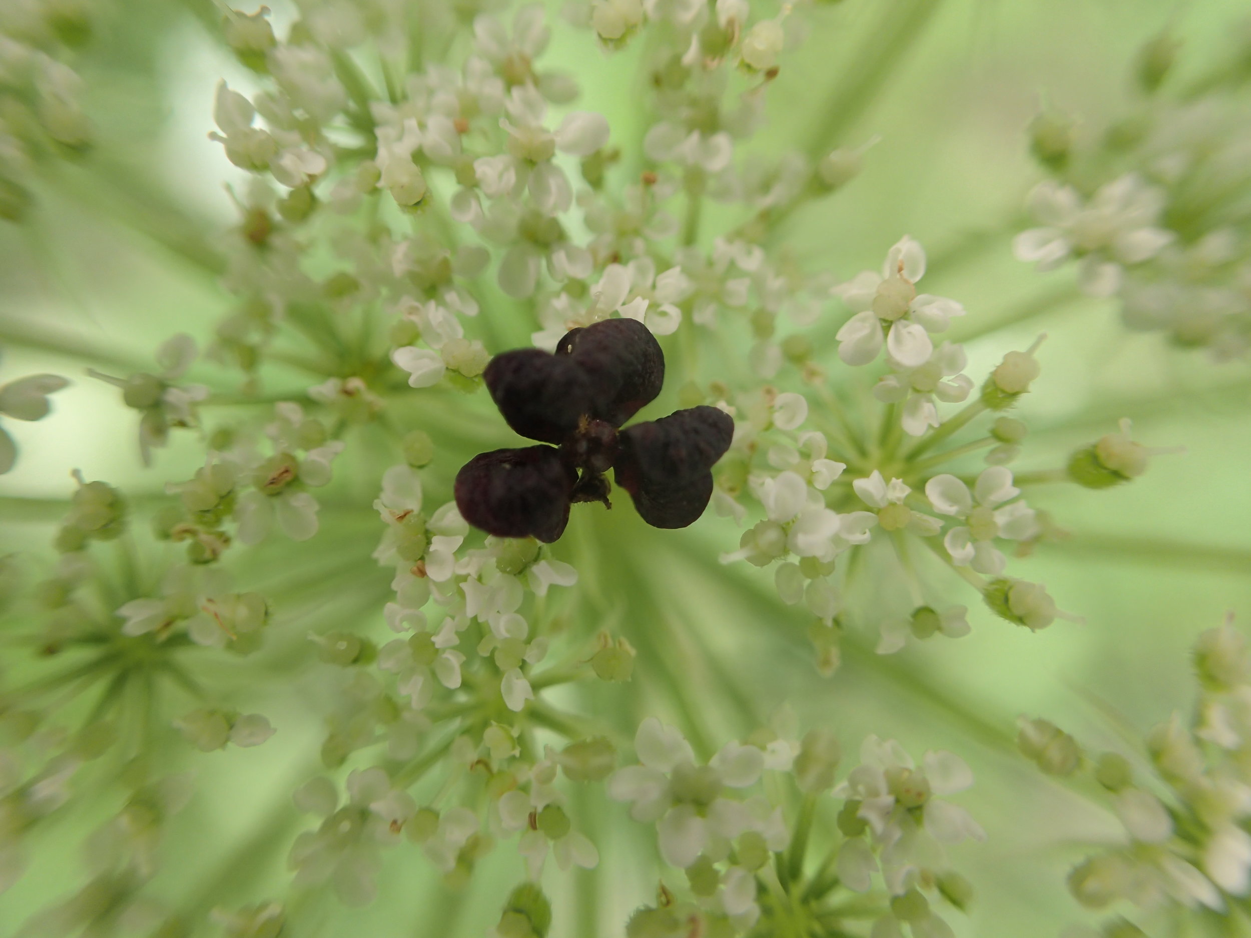 Wild carrot central flower (aka Queen Anne's Lace)