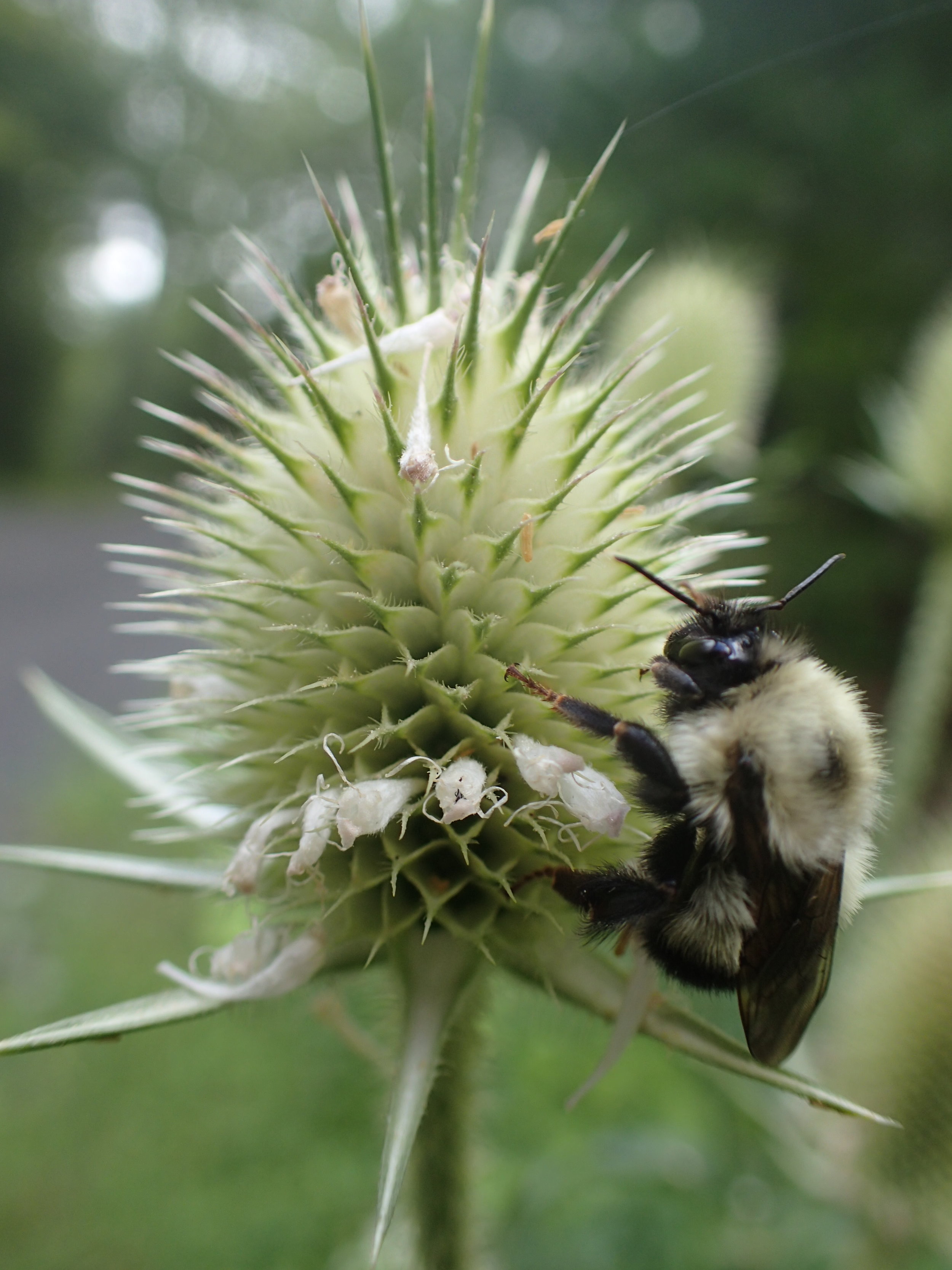 Teasel with friend