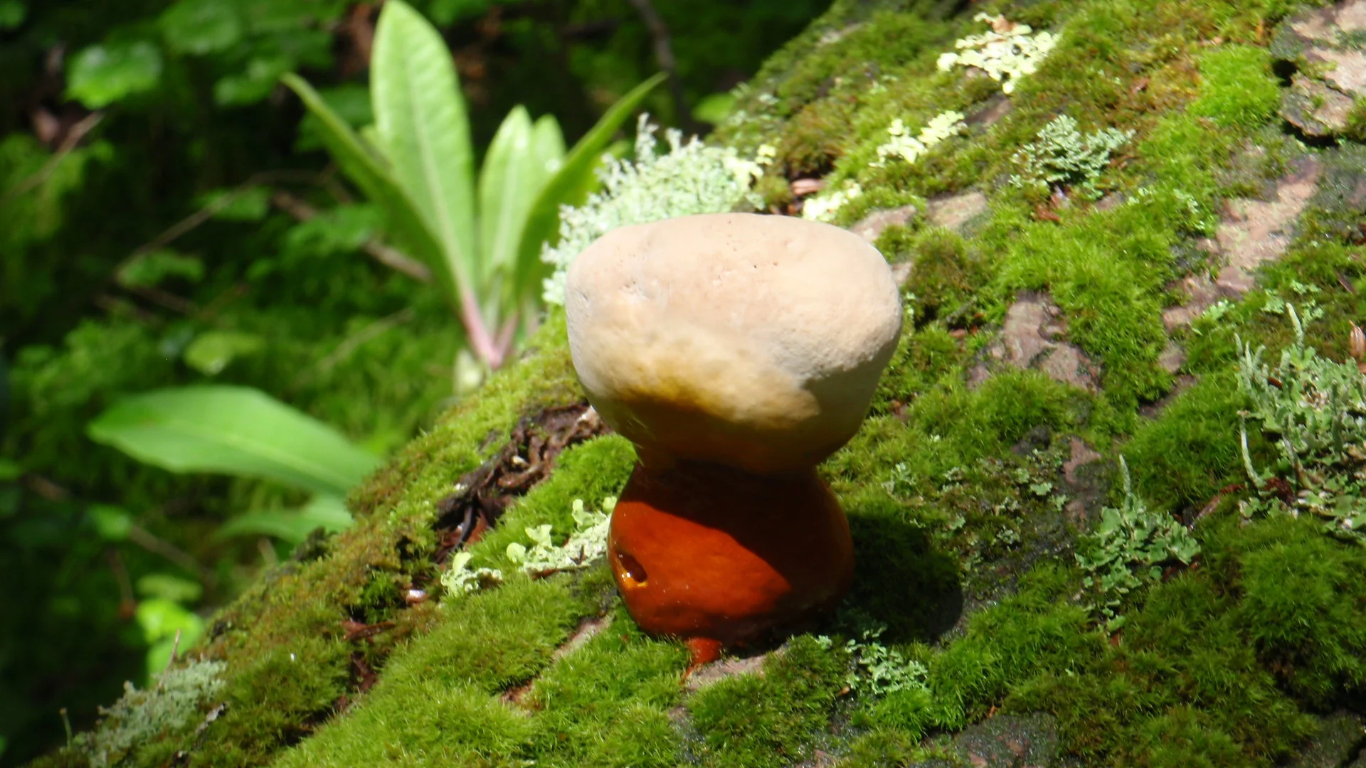 Reishi button (baby)