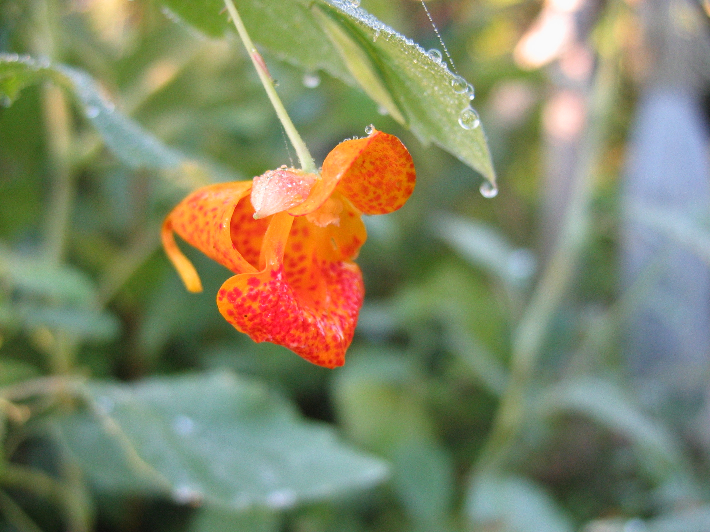 Jewelweed, spotted touch-me-not