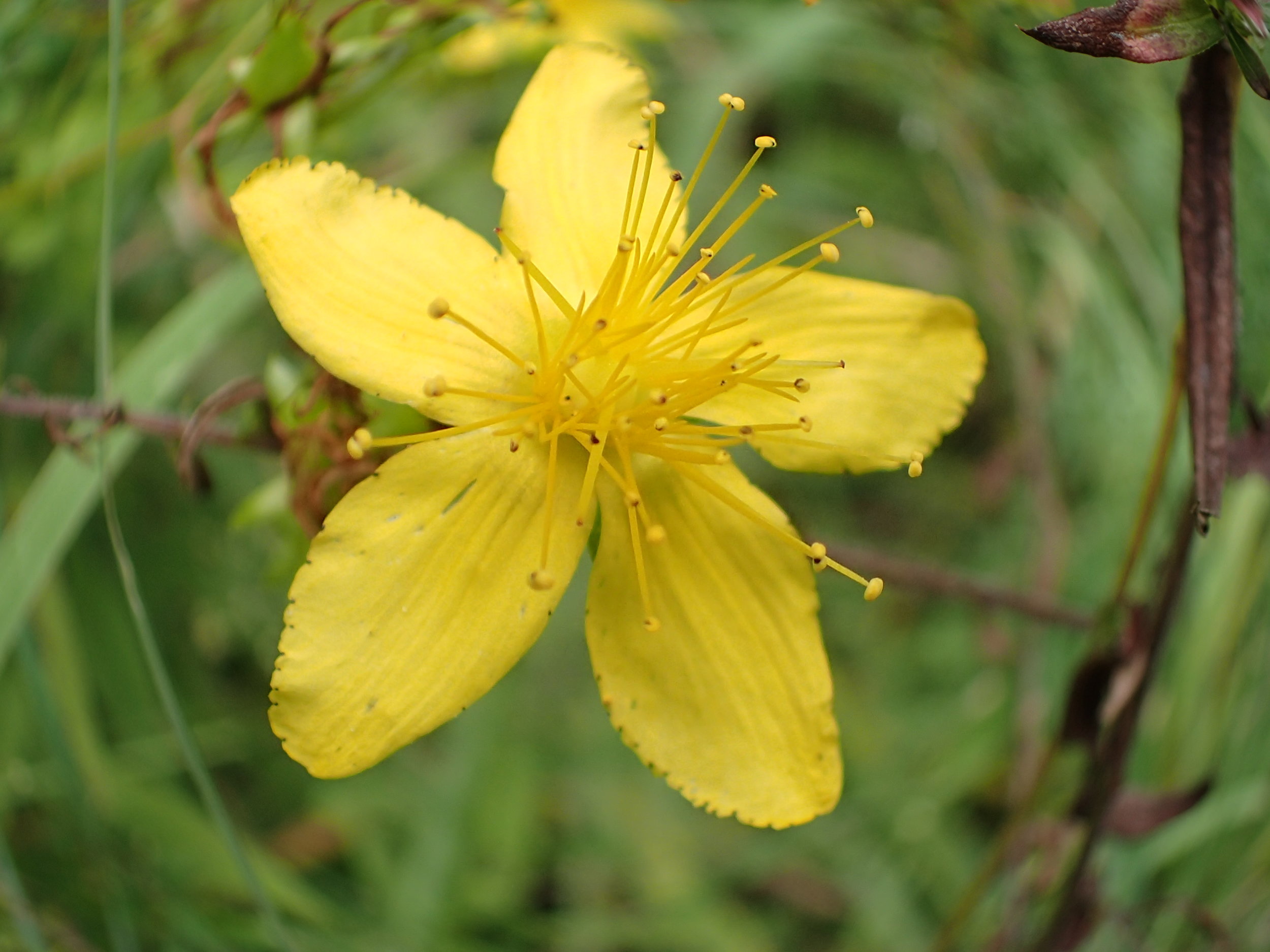 St John's wort