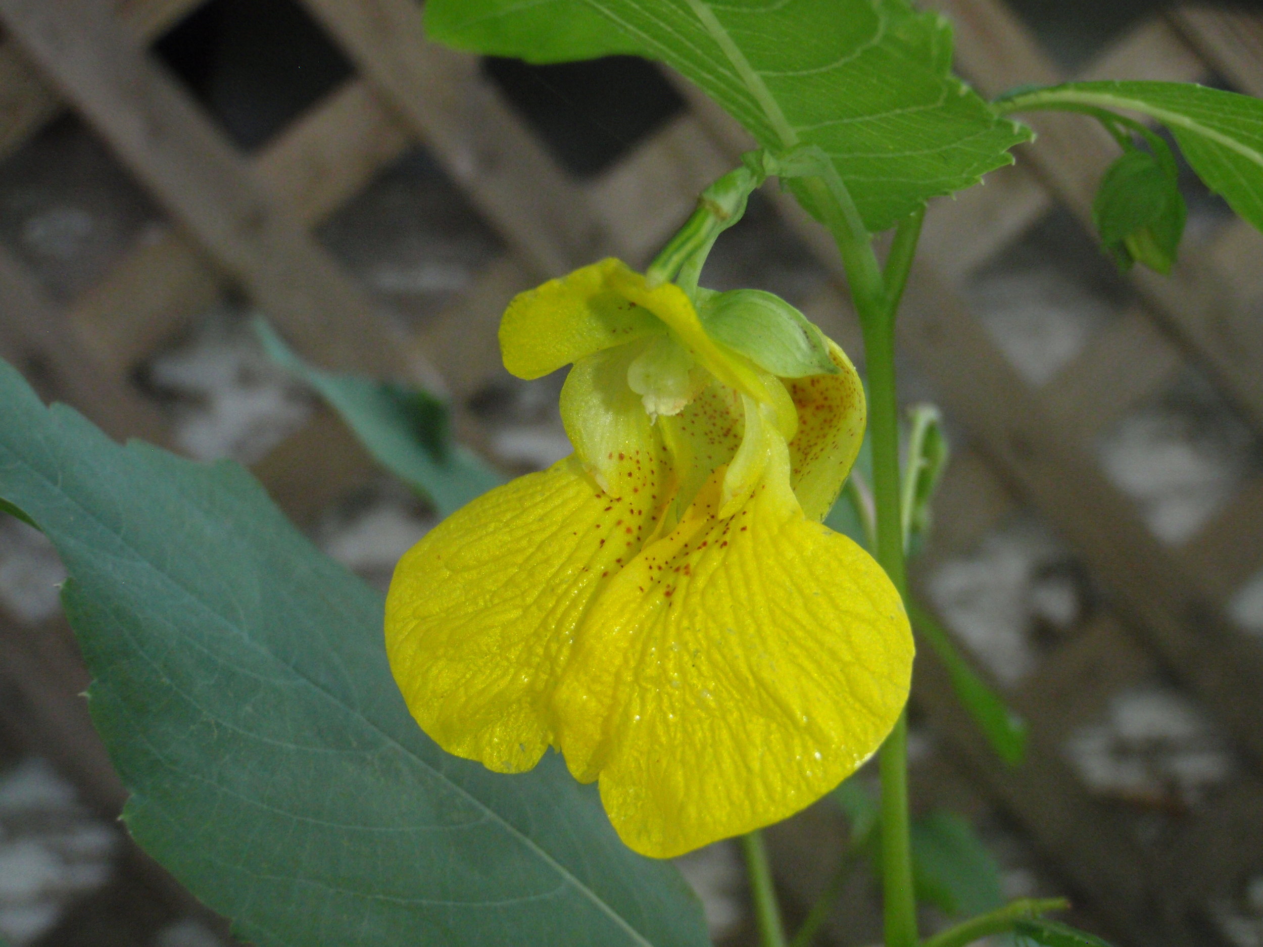 Jewelweed, pale touch-me-not